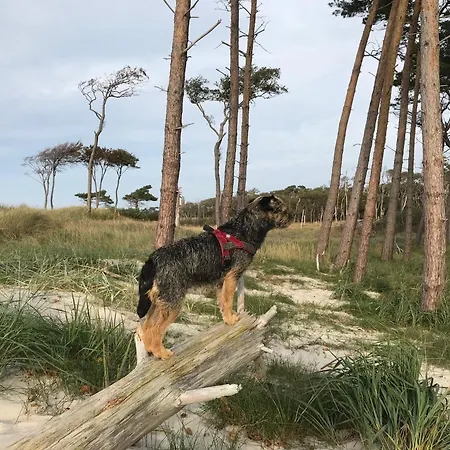 Dom wakacyjny Kranich Pruchten